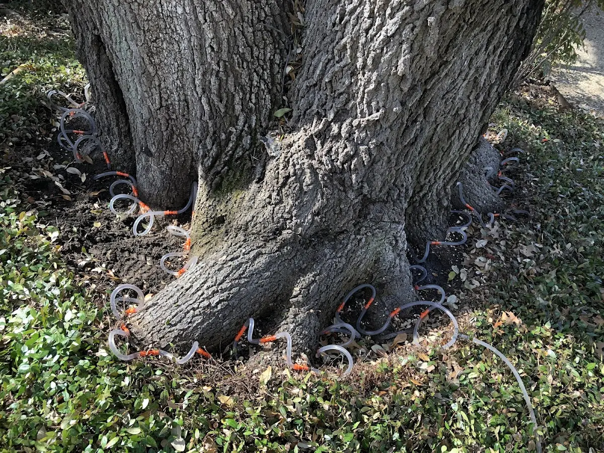 Detailed Tree Cabling and Bracing job site in Rand