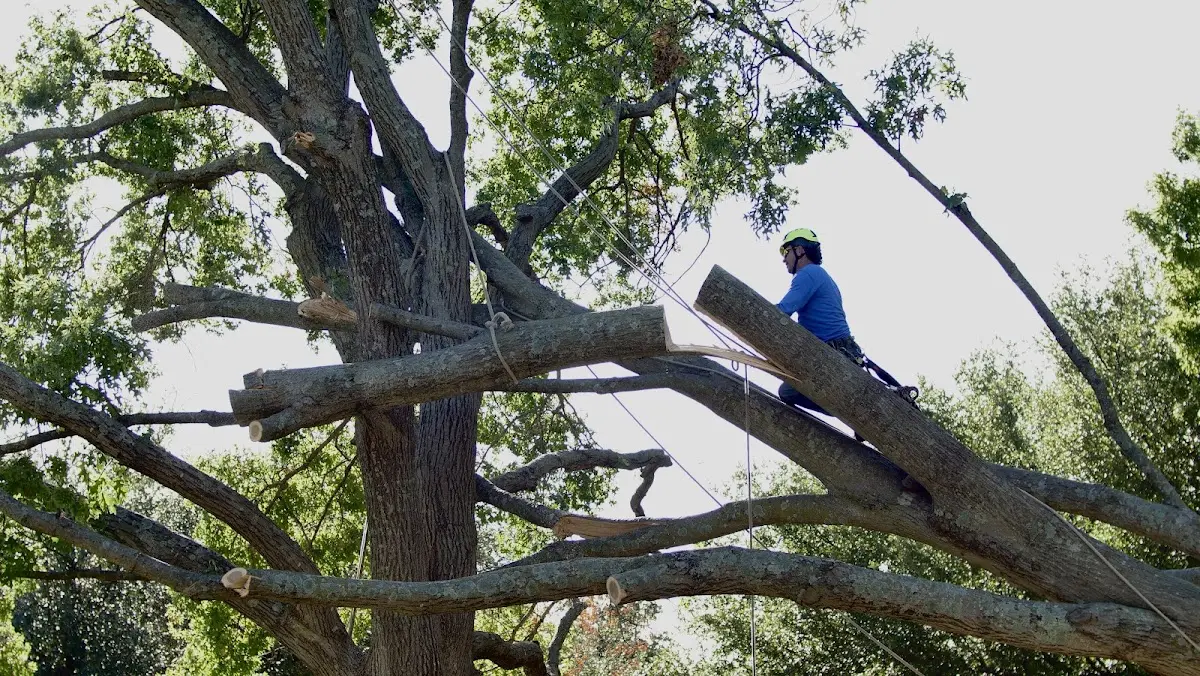 Professional Hazardous Tree Removal performed by certified arborists in Rand