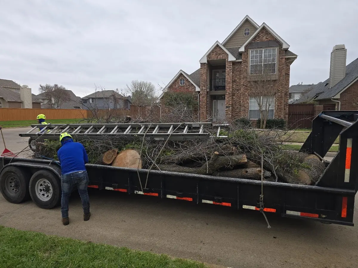 Expert Tree Fertilization with proper safety equipment in Rand